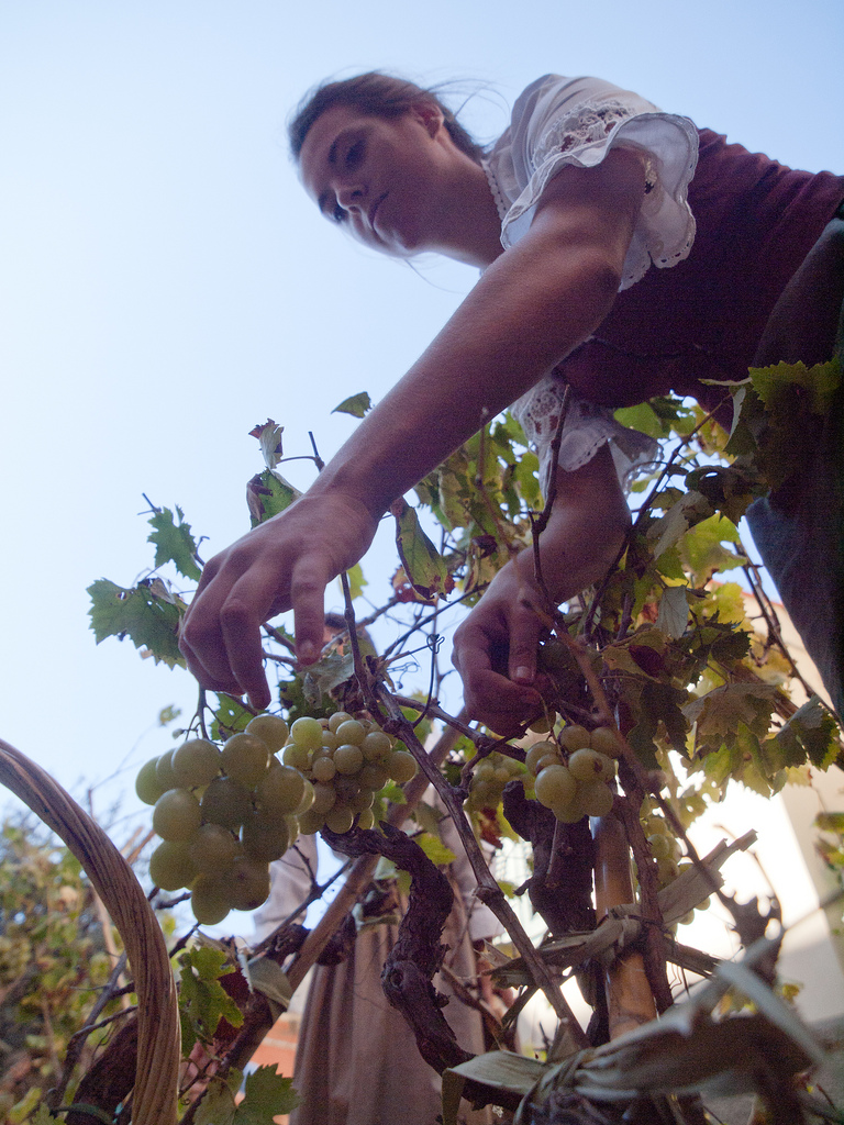 Grappoli di uva bianca (foto di iwasthere.it)